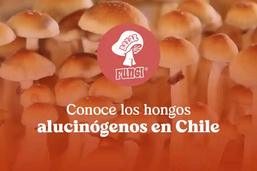 Conoce los hongos alucinógenos en Chile