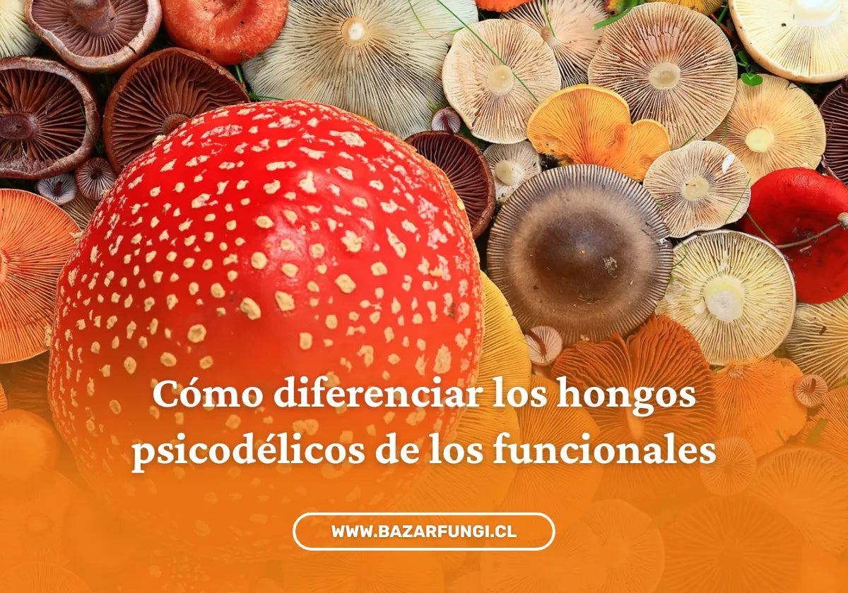 ¿Cómo identificar hongos psicodélicos vs. funcionales?