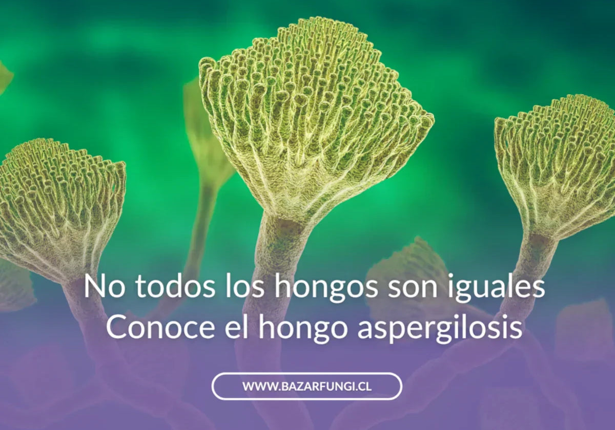 Hongo de la aspergilosis: qué es el Aspergillus y por qué no todos los hongos son iguales