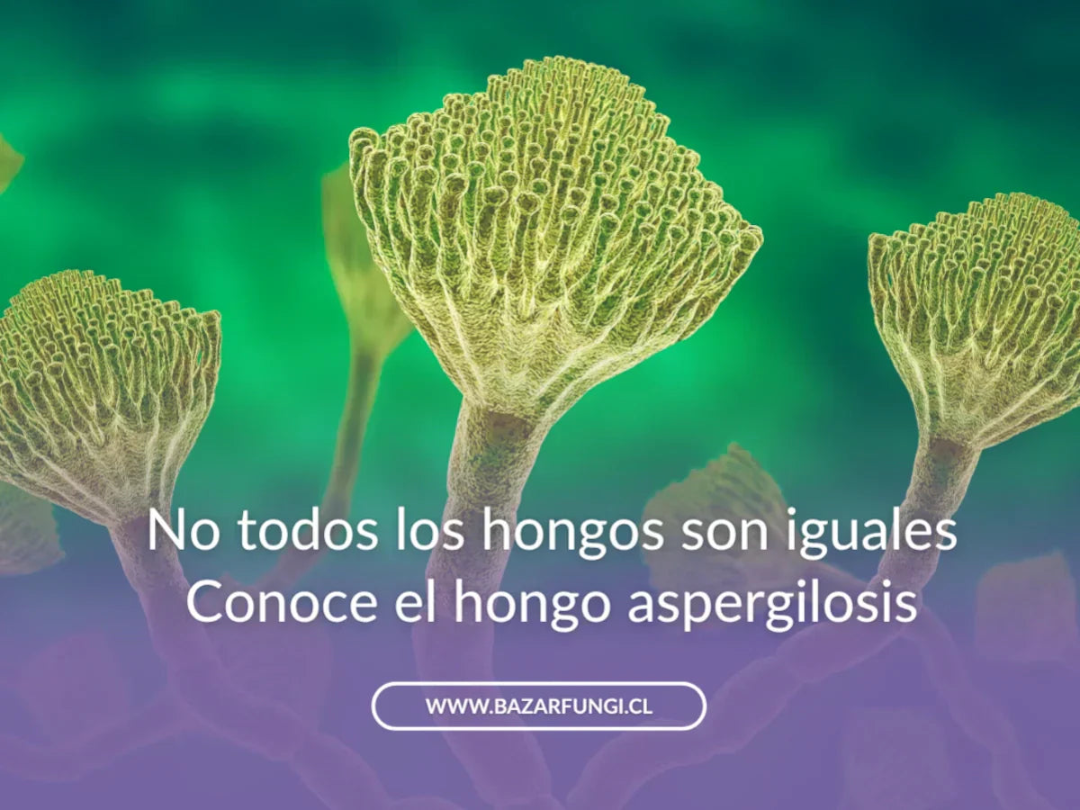 Hongo de la aspergilosis: qué es el Aspergillus y por qué no todos los hongos son iguales