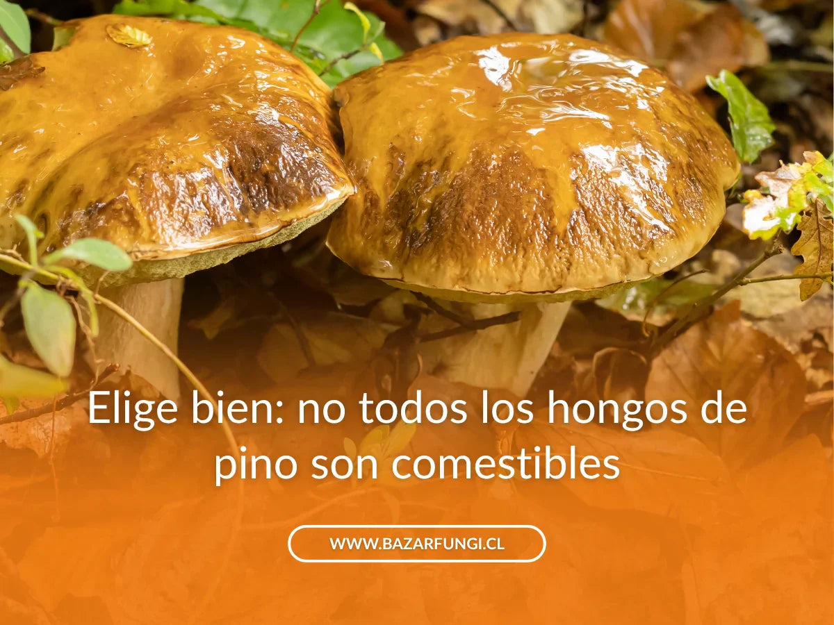 Hongo de pino propiedades