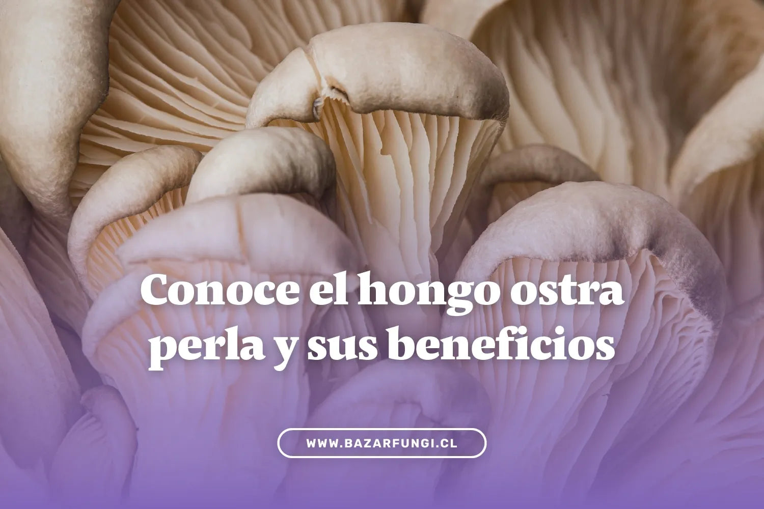 Hongo ostra perla, ¿qué es y cuáles son sus beneficios?