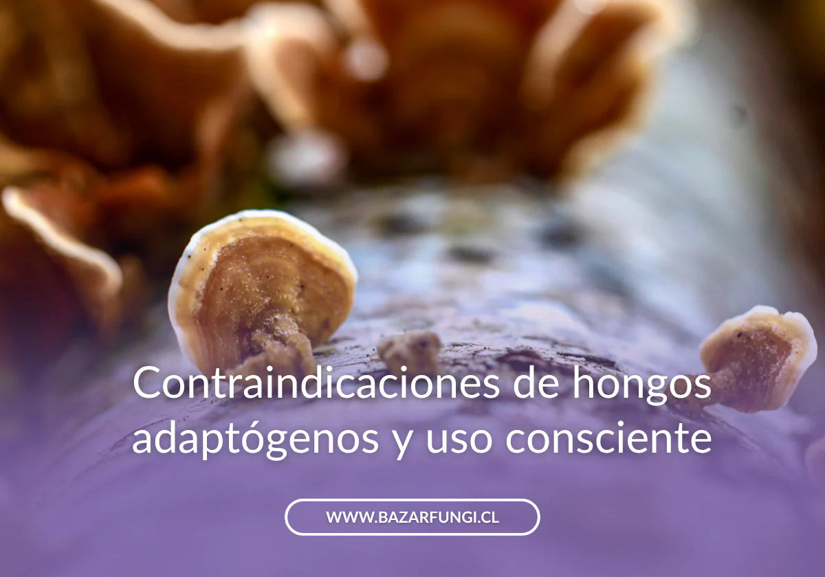 Contraindicaciones de hongos adaptógenos: hongos tibetanos, Cola de pavo y Melena de león