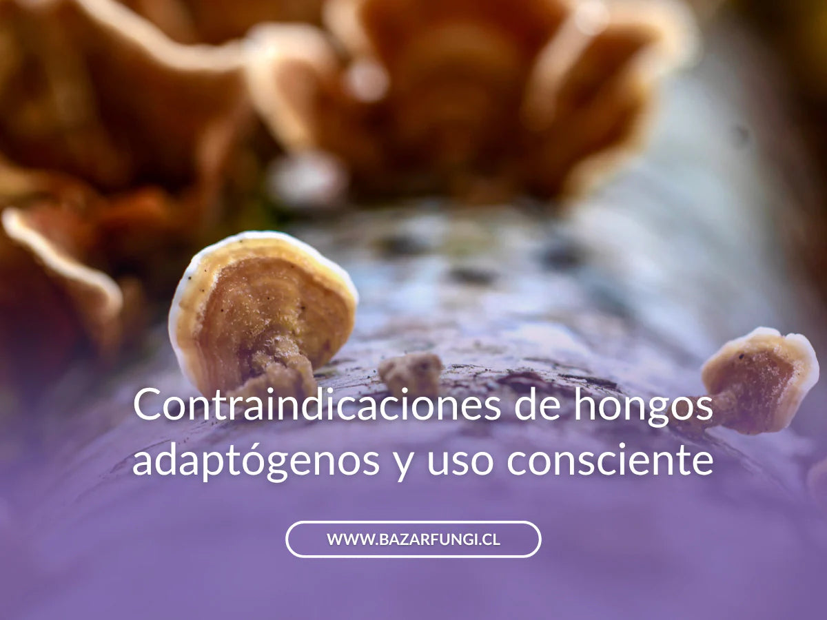 Contraindicaciones de hongos adaptógenos: hongos tibetanos, Cola de pavo y Melena de león