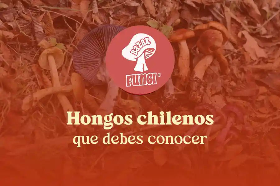 Hongos chilenos que debes conocer