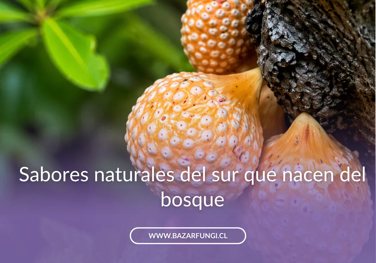 Hongos comestibles del sur de Chile: cuáles son y cómo se consumen