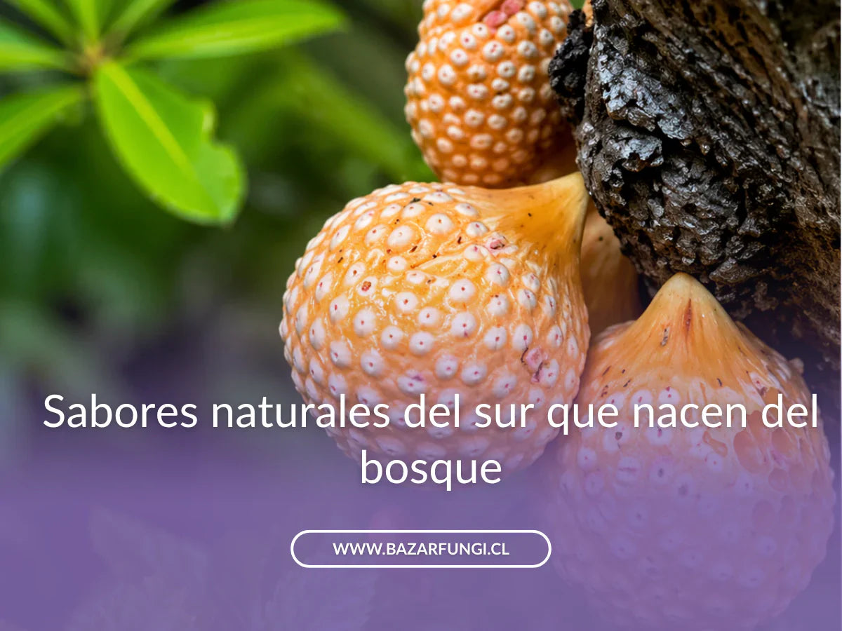 Hongos comestibles sur de chile