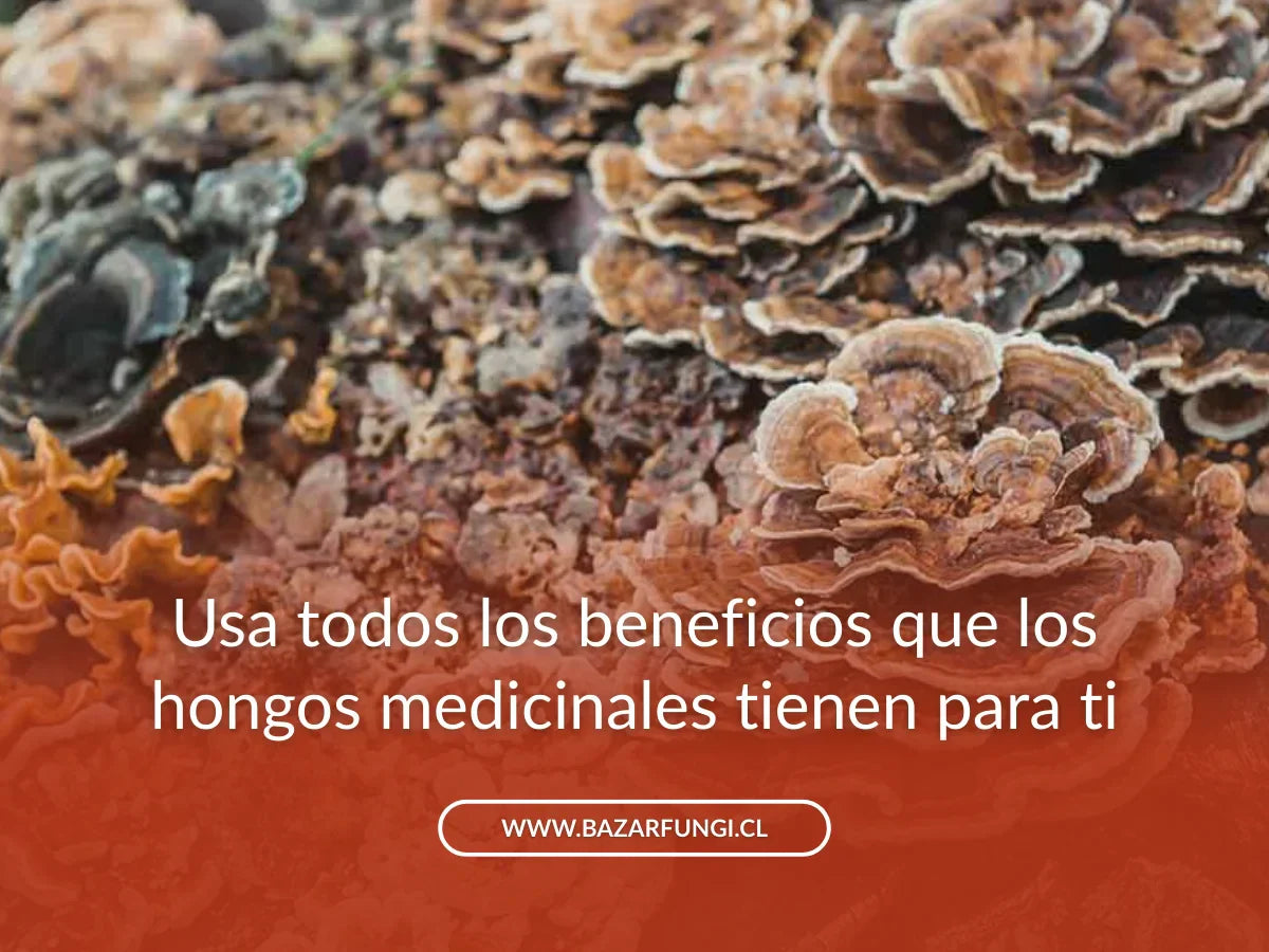 Hongos medicinales: todo lo que debes saber