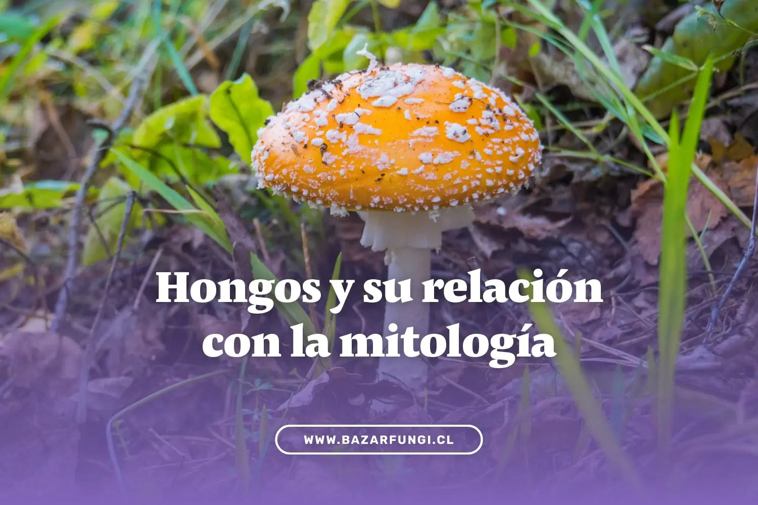 Hongos y la mitología: conoce cómo se relacionan