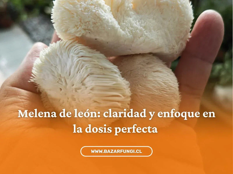 Melena de león: dosis recomendada y para qué sirve