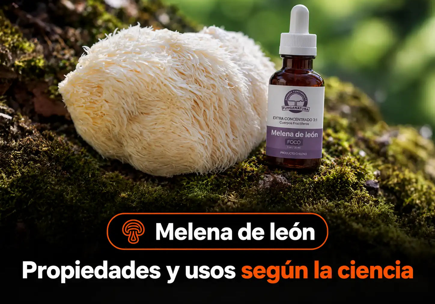 Melena de león: propiedades y usos según la ciencia