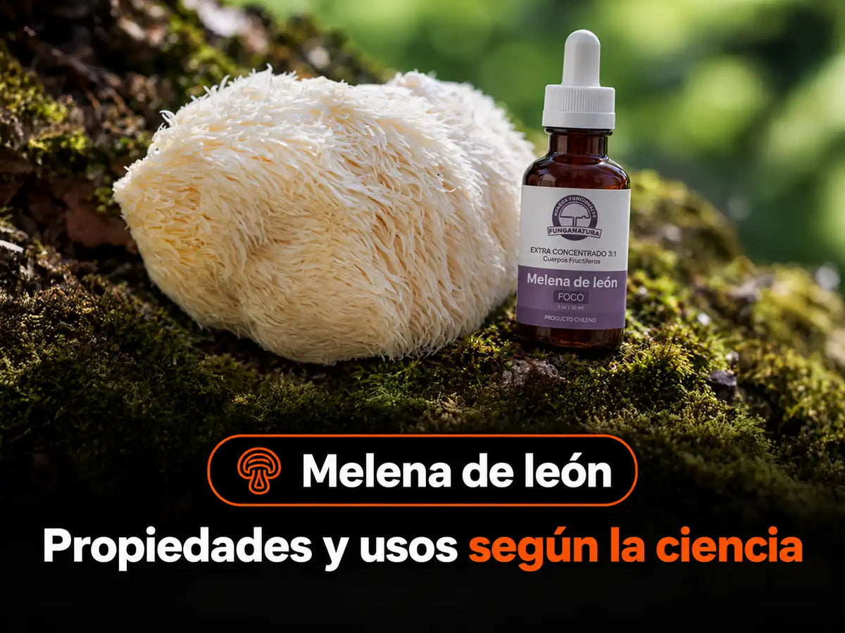 Melena de león propiedades