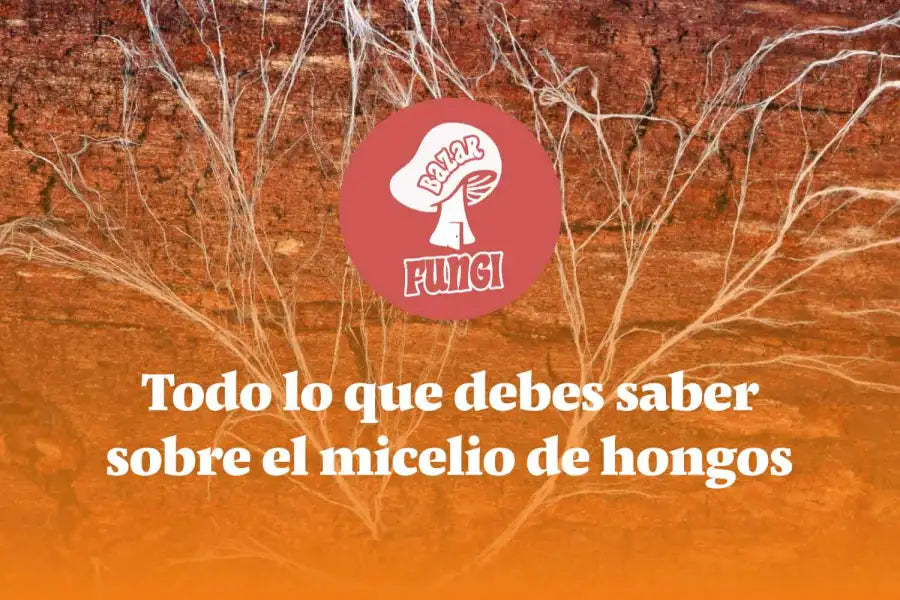 Micelio de hongos: todo lo que debes saber