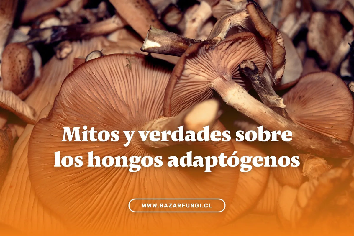 Mitos y verdades sobre los hongos adaptógenos