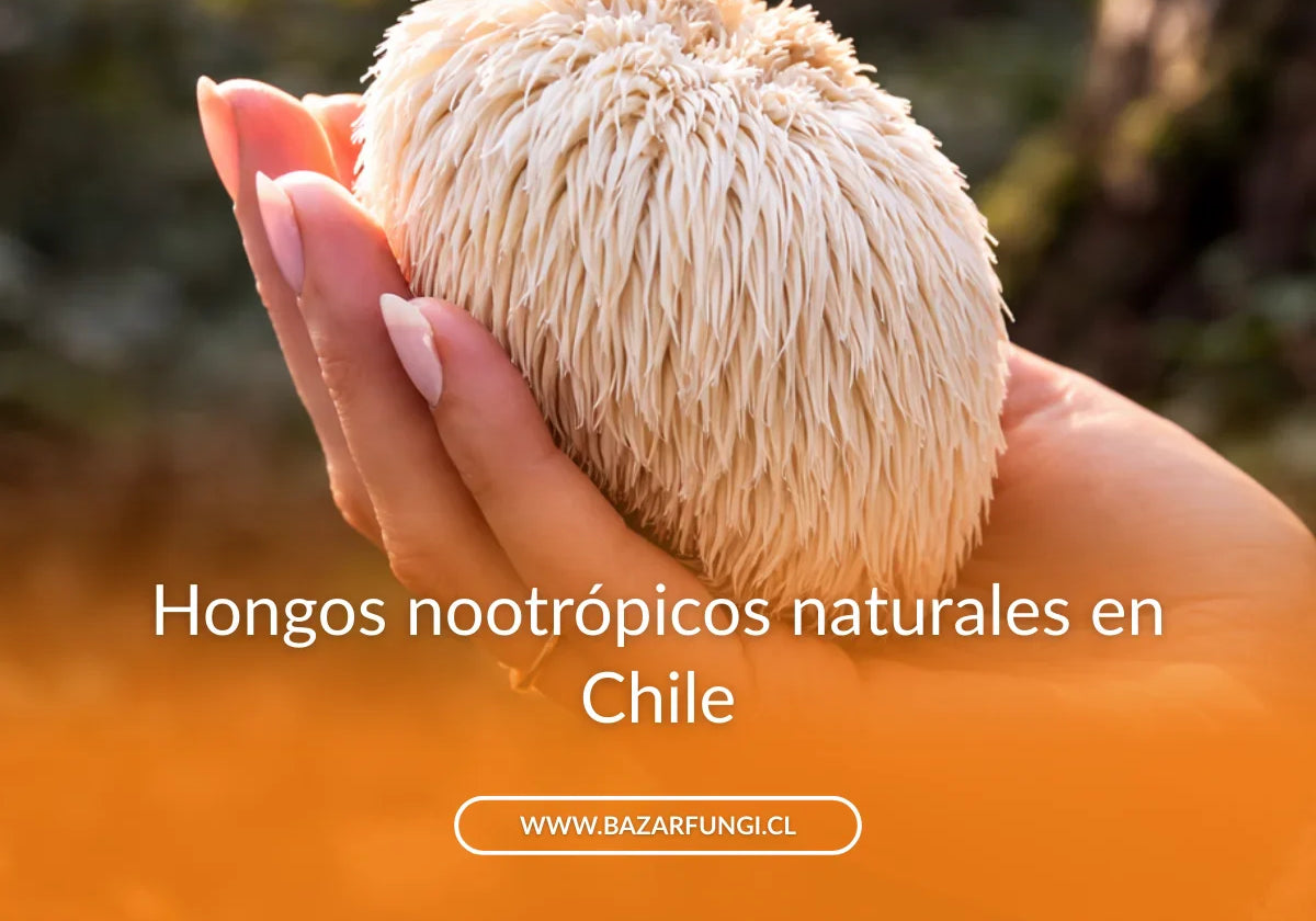 Hongos nootrópicos: qué son y cómo pueden mejorar tu rendimiento laboral y académico