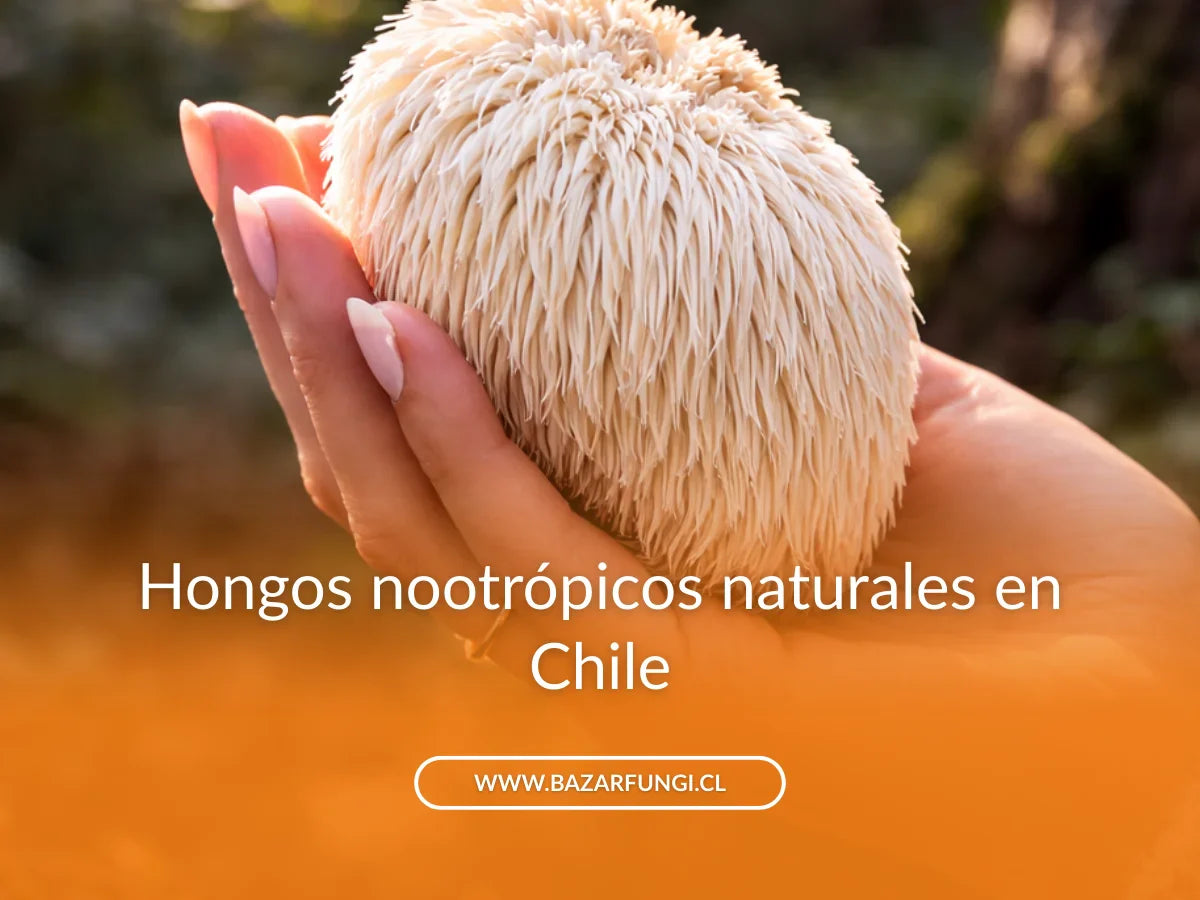 Hongos nootrópicos: qué son y cómo pueden mejorar tu rendimiento laboral y académico