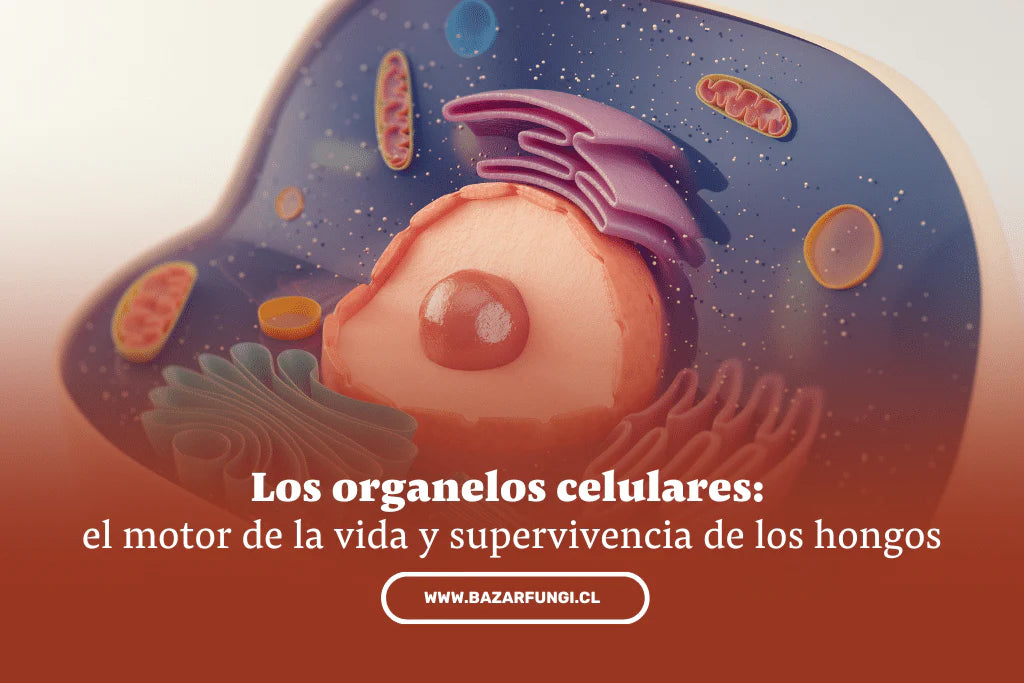Los organelos celulares: el motor de la vida y supervivencia de los hongos
