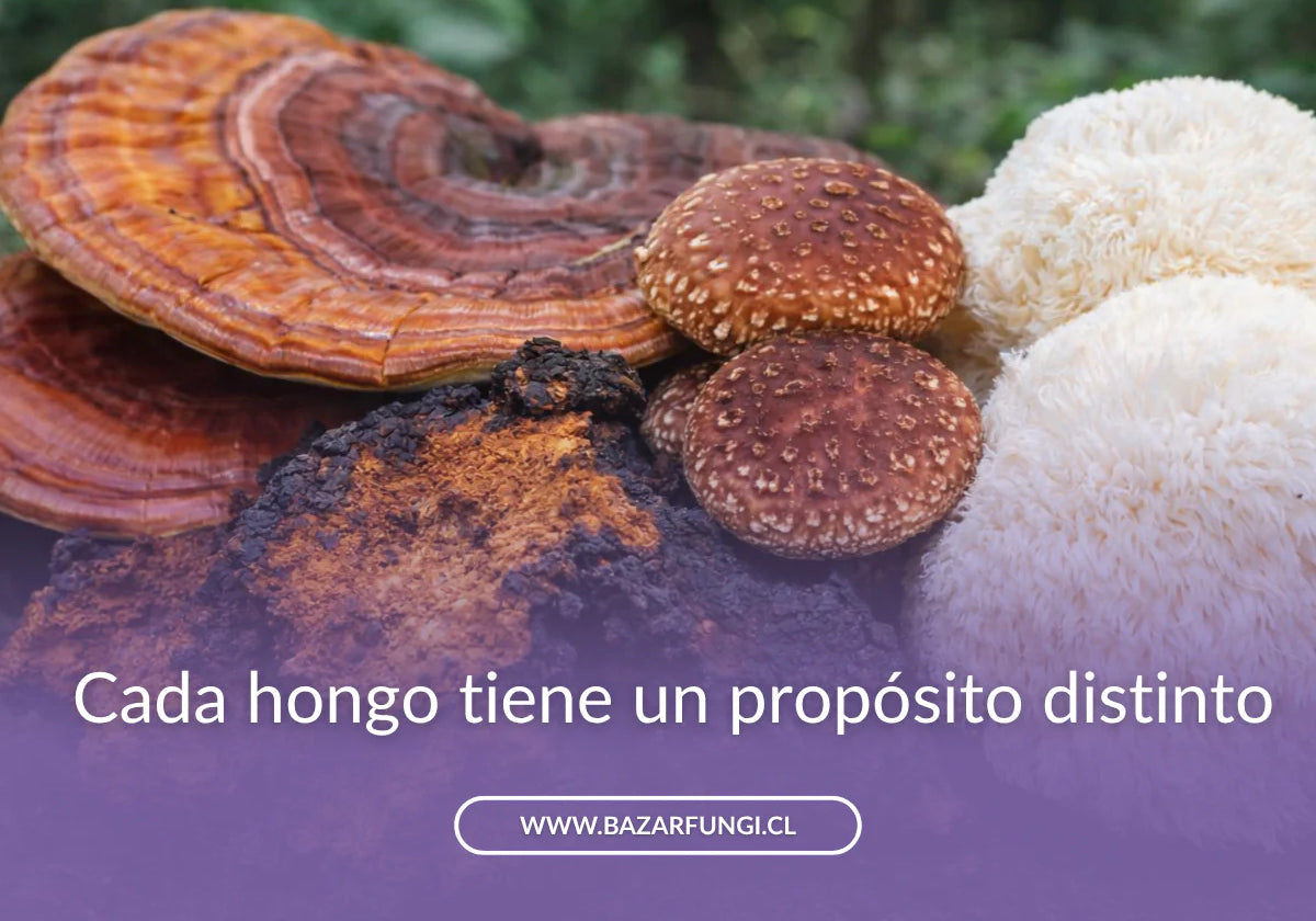 Reishi vs otros hongos: Shiitake, Chaga y Lion’s Mane