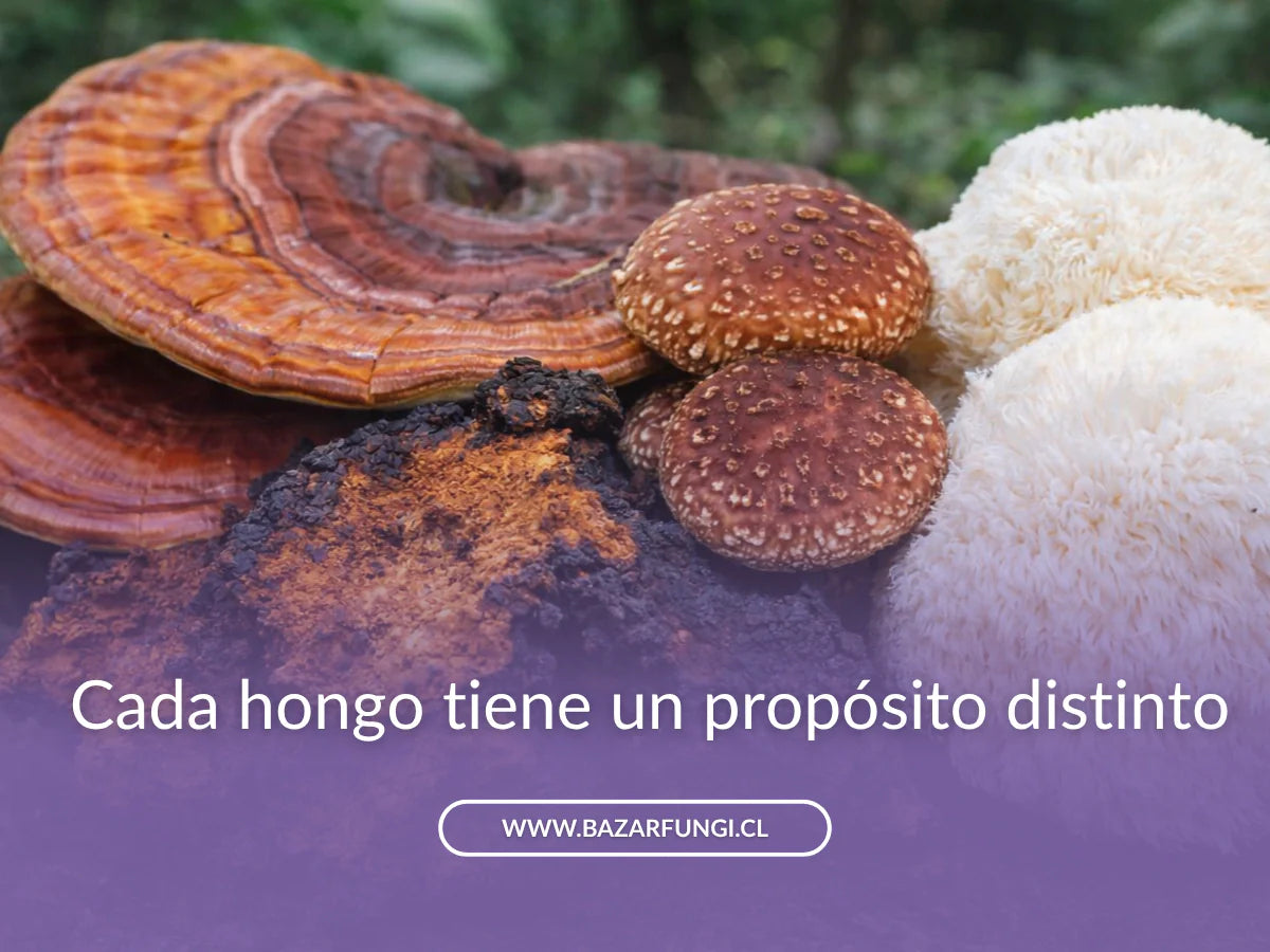 shiitake vs reishi, reishi vs chaga, lion's mane vs reishi