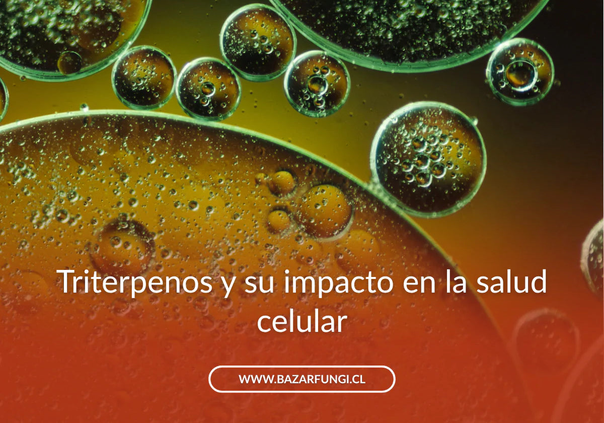 Triterpenos: qué son y por qué tu organismo los necesita