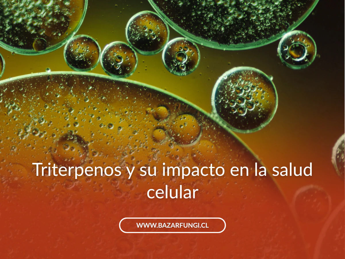 Triterpenos: qué son y por qué tu organismo los necesita