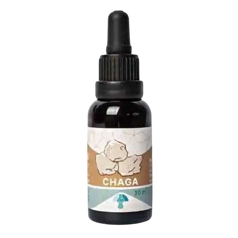 Chaga Concentrado 1:2
