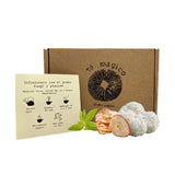 Té Melena de león Manzana- Cedrón