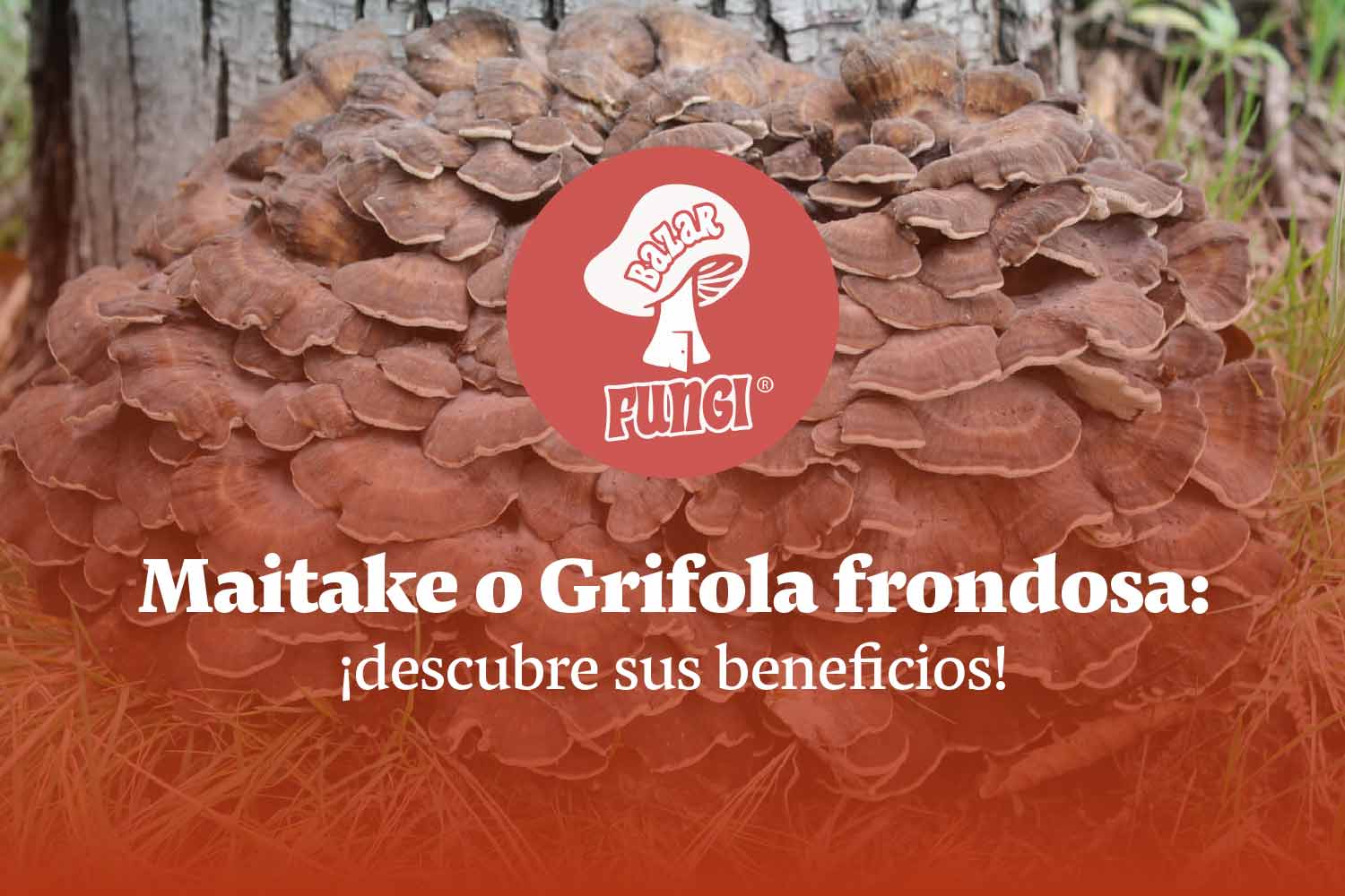 Maitake o grifola frondosa ¡conoce sus beneficios! Bazar Fungi